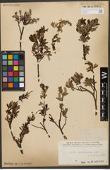 Foto von Salix waldsteiniana Willd.